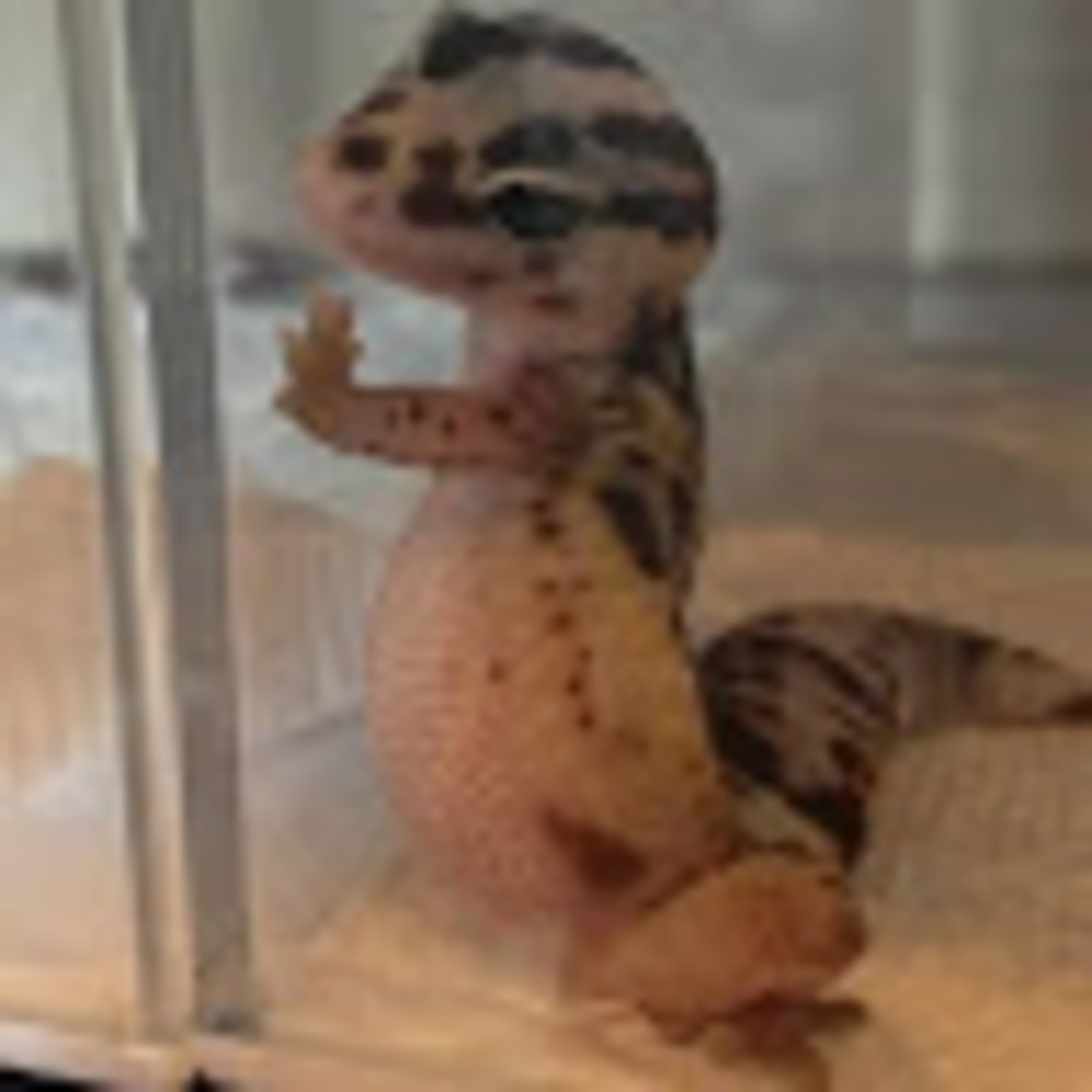 Meet your Posher, Celia